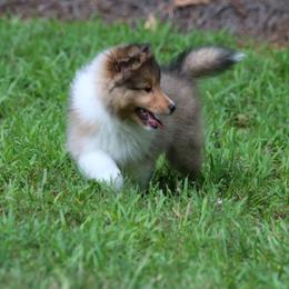 Shetland Sheepdogs from Wellington Shelties