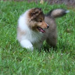 Shetland Sheepdogs from Wellington Shelties