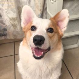 Honey - American Corgi