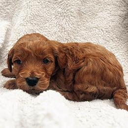 Valentine - Red  female Goldendoodle puppy in Temecula, California from Country Hills Doodles
