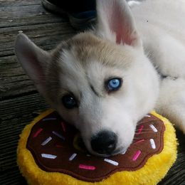 Willow - Siberian Husky