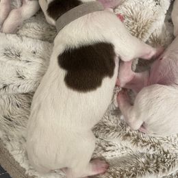 Waylon - Gray - White and liver male German Shorthaired Pointer puppy in Conroe, Texas from Tipsy Rabbit GSP TopDog Kennel