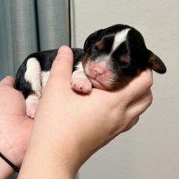 Cavalier King Charles Spaniel and Dachshund Puppies from Cavalier Companions CO.