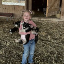 Pembroke Welsh Corgi Puppies from Griswold Pembroke Welsh Corgis