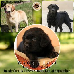 Teal Collar Male - Black male Labrador Retriever puppy in Fair Oaks, California from Twisted Ranch Retrievers