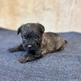 Pete - Brindle male Cairn Terrier puppy in Mountain Grove, Missouri from CreekTop