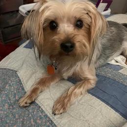 Shorkie All Grown Up from Roover's Oklahoma Shorkies