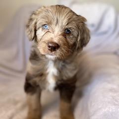 Assorted Doodle Crosses, Aussiedoodles, and Miniature Australian Shepherds from Aspen Mountain Doodles LLC