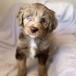 Assorted Doodle Crosses, Aussiedoodles, and Miniature Australian Shepherds from Aspen Mountain Doodles LLC