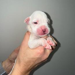 Girl 1 - White female Boxer puppy in Jamesville, New York from Reynolds Homestead Boxers