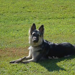 Legacy - German Shepherd