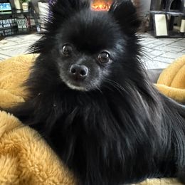 Luna - Pomeranian