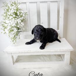 Cuba - Black female Goldendoodle puppy in from Pink Poodles and Doodles