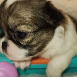 Girl 1 - Sable and white female Japanese Chin puppy in Vernon, Connecticut from Chin Babies