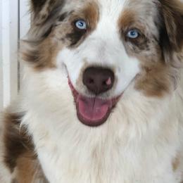 Annie - Red merle female Australian Shepherd puppy in Loganville, Georgia from Howell Aussies