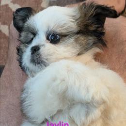 Jaylin - Black gold and white female Shih Tzu puppy in Clyde, North Carolina from Shawgo Pups
