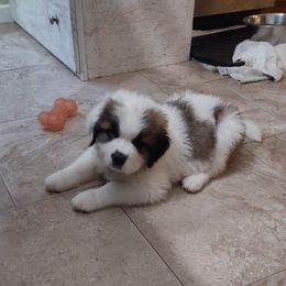 Saint Bernard Puppies from Sweet Carolina Saints