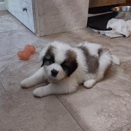 Saint Bernard Puppies from Sweet Carolina Saints