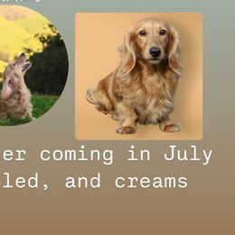 Dachshund puppies from Little Valley Puppies