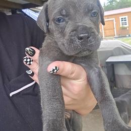 Red Collar Male - Gray male Cane Corso puppy in Granbury, Texas from La Muerte Corso Kennel