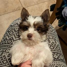 Rudy - Chocolate, tan and white male Yorkshire Terrier puppy in Gatesville, Texas from KontryKritterz Yorkies