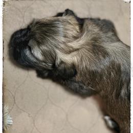 Legacy - Black and tan male Havanese puppy in Katy, Texas from Cloud 9 Havanese