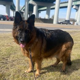 Zilli - German Shepherd