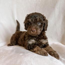 Goldie - Red tri-color female Aussiedoodle puppy in Burbank, Ohio from Berns & Doodles