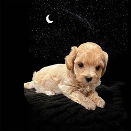 2Pac - Cream male Maltipoo puppy in Bells, Texas from Partridge Doodles and Poodles