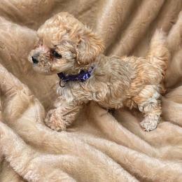 Amber - Apricot female Poodle puppy in Sebring, Florida from Amarilys ShihTzus & Poodles