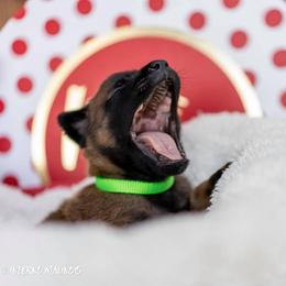 Belgian Malinois Puppies from Christina Potts Potts