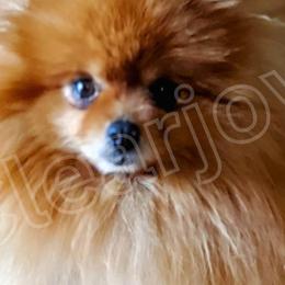 Pomeranians from Clearjoy Pomeranians