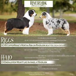 Australian Shepherd puppies from Riverlook Australian Shepherds