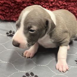 Dandy - White and blue male Italian Greyhound puppy in West Plains, Missouri from Sycamore Ridge Puppies