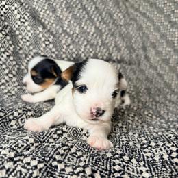 Spot  (Boy 3) - Black tan and white male Biewer Terrier puppy in Las Cruces, New Mexico from De La Rosa Biewers