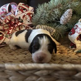 Hazel - Liver white and tan female English Springer Spaniel puppy in Las Vegas, Nevada from Legacy