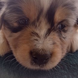 Big casino - Blue merle Australian Shepherd puppy in Wewoka, Oklahoma from OutBack Aussie OutLaws