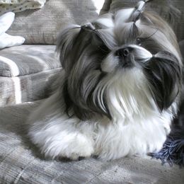 Shih Tzu All Grown Up from Sabar Shih-tzu