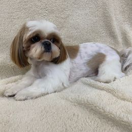 Prince - Shih Tzu
