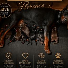 Boy 3 - Black and rust male Doberman Pinscher puppy in Columbia, Maryland from Storm Cloud Doberman