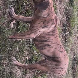 Princess - Fawn female Perro de Presa Canario puppy in Texas from TLR Perro de Presa Canario