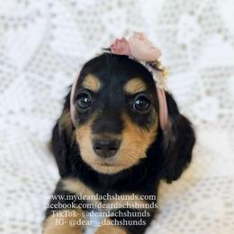 Macchiato - Black and cream female Dachshund puppy in Cape Coral, Florida from Dear Dachshunds