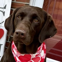 Hershey - Labrador Retriever