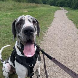 Sampson - Blue and white Great Dane puppy in Stevens Point, Wisconsin from Simko Danes