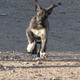 Girl purple - Red and brindle Irish Wolfhound puppy in Mitchell, Nebraska from Faolan Irish Wolf Hounds