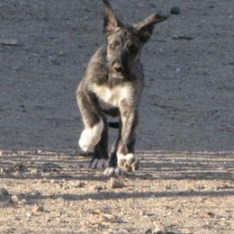 Girl purple - Red and brindle Irish Wolfhound puppy in Mitchell, Nebraska from Faolan Irish Wolf Hounds