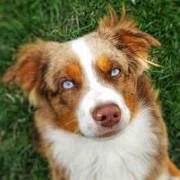Levi - Miniature Australian Shepherd