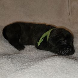 Boy 5 - Brindle Mastiff puppy in Aurora, Colorado from Bratay Mastiffs