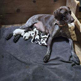 Girl 4 - Liver and white female German Shorthaired Pointer puppy in Henderson, Texas from C4 Gun Dogs