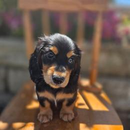 Farfalle - Black and tan female Dachshund puppy in Lewiston, Idaho from Farmhouse Dachshunds